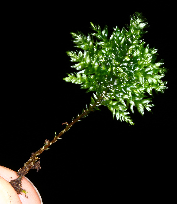 Thamnobryum alleghaniense